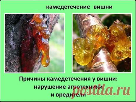 Камедетечение на деревьях: профилактика и лечение | Дача - впрок