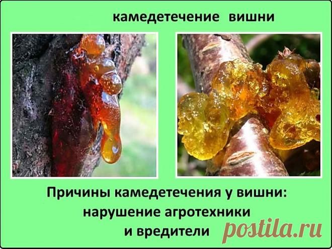 Камедетечение на деревьях: профилактика и лечение | Дача - впрок