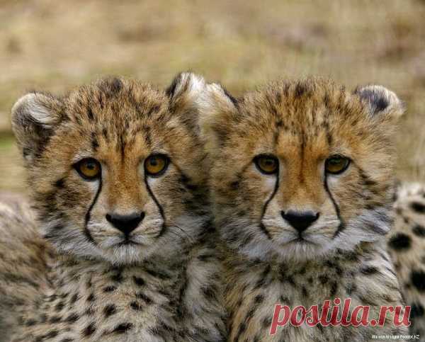 Двойное счастье