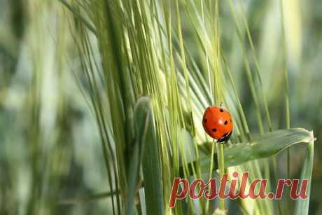 Фотопост: первый день лета | Selfhacker.ru