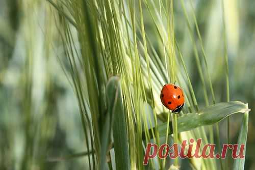 Фотопост: первый день лета | Selfhacker.ru