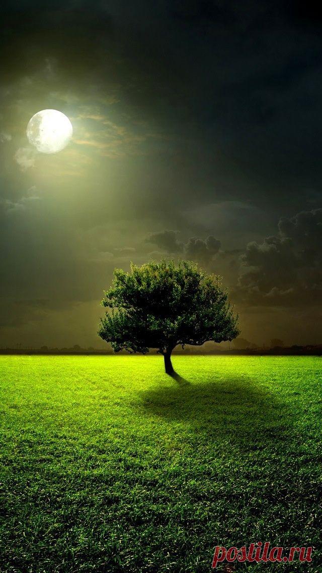 Beautiful! | Tree & Path