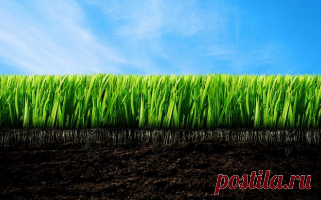 Как сделать почву плодородной :: Сад и огород