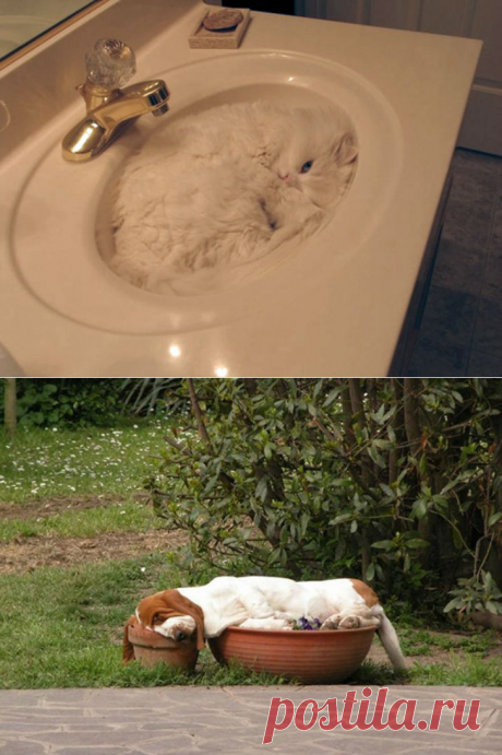 Милота дня! Фотографии животных, которые спят там, где захотят &amp;bull;  НОВОСТИ В ФОТОГРАФИЯХ