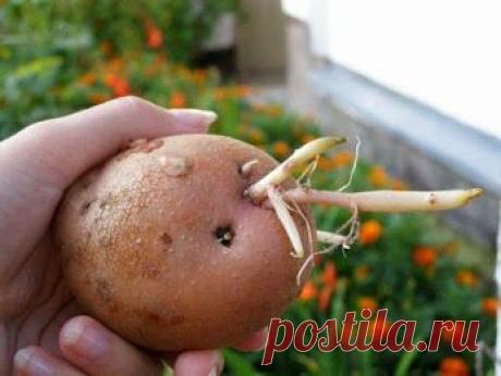 Настойка  от  артрита