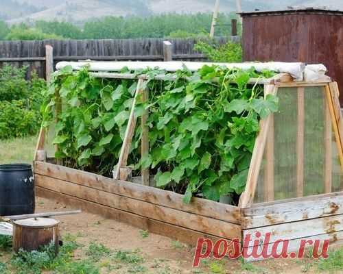 Парник на даче своими руками