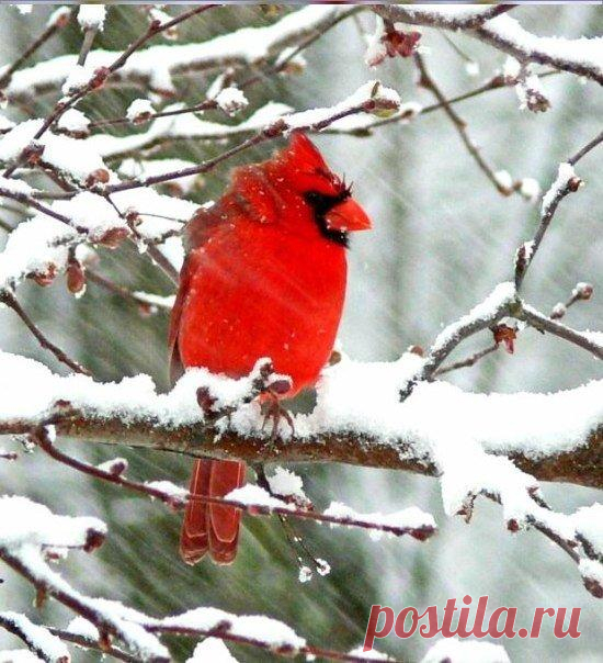 Уютной зимы Вам, дорогие наши