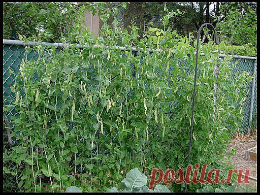 Посадка, уход за горохом, борьба с вредителями. Сорта гороха.