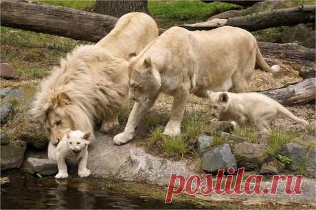 Белый лев – легенда африканских племен