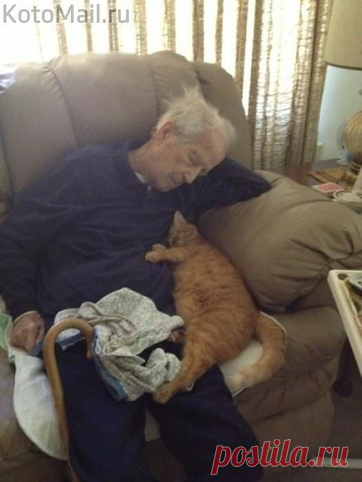 Пожилые люди и их животные | созданные богом