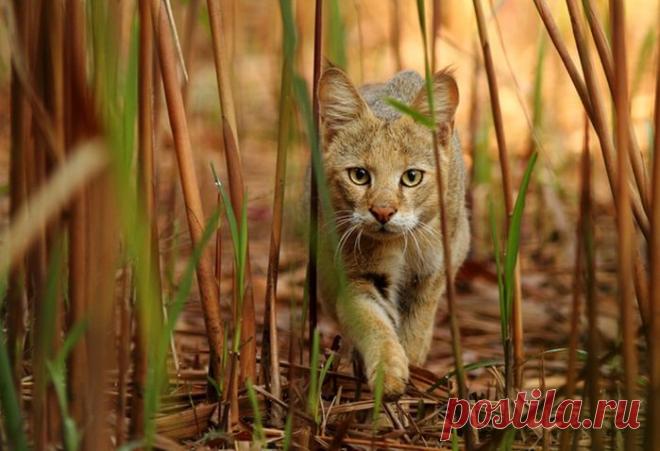 Камышовый кот, или хаус, или камышовая кошка, или болотная рысь (лат . Felis chaus)