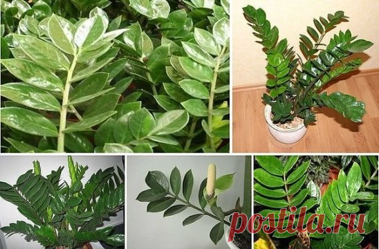 ЗАМИОКУЛЬКАС - ДОЛЛАРОВОЕ ДЕРЕВО
СЕКРЕТЫ УХОДА
Прекрасное, вечнозеленое растение с блестящими, мясистыми тёмно-зелёными листьями. При хорошем уходе растение достигает до 1- 1,5 метра в длину и уже успело зарекомендовать себя как одно из самых красивейших и благородных комнатных растений. 
В простонародье зеленого красавца с мощным клубнеобразным корневищем называют просто –долларовое или денежное растение. Догадались, о каком растении идет речь?! Да, действительно, это оно – полюбившееся многим