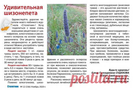 Шизонепета многоразрезная
