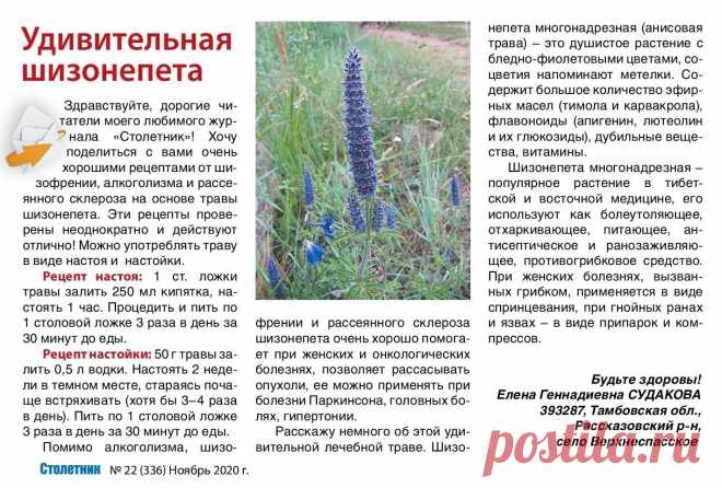 Шизонепета многоразрезная