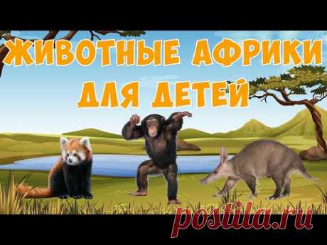 Африканские животные  | карточки Домана | Раннее развитие детей | Природа - YouTube