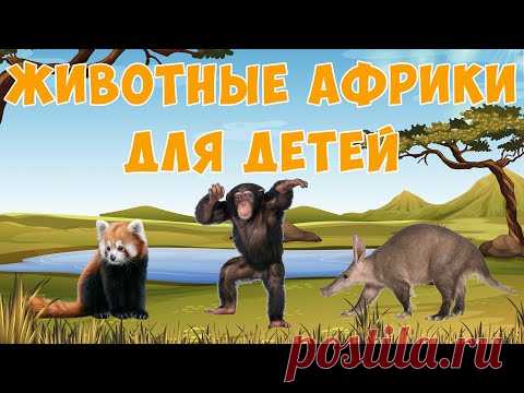 Африканские животные  | карточки Домана | Раннее развитие детей | Природа - YouTube