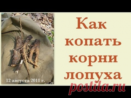 Корень лопуха: лечебные свойства и способ заготовки