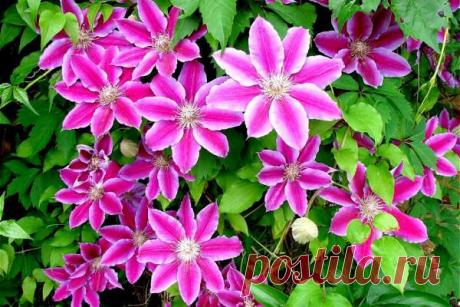 Как вырастить клематис