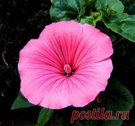 ЛАВАТЕРА МНОГОЛЕТНЯЯ (ХАТЬМА) — «ДИКАЯ РОЗА»