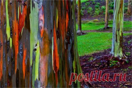 РАДУЖНЫЙ ЭВКАЛИПТ, ГАВАЙИ