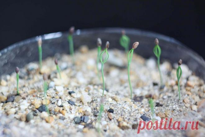 Стратификация семян: простые способы ~ Planetalsad