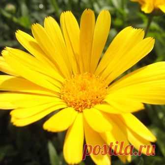 Растения-барометры — FloweryVale.ru