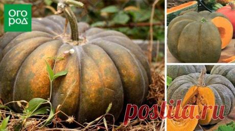 Лучшие сорта тыквы: фото и описание Тыква правит бал на огороде поздней осенью. Однако о выборе семян нужно позаботиться уже сейчас. Прежде чем купить их, четко определите, какая характеристика тыквы вам особенно важна: хорошая лежкость...