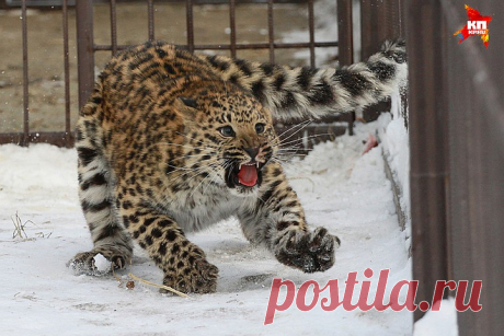 Леопарда, тигра и яка привезли в Барнаульский зоопарк