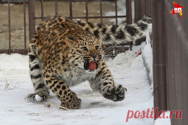 Леопарда, тигра и яка привезли в Барнаульский зоопарк