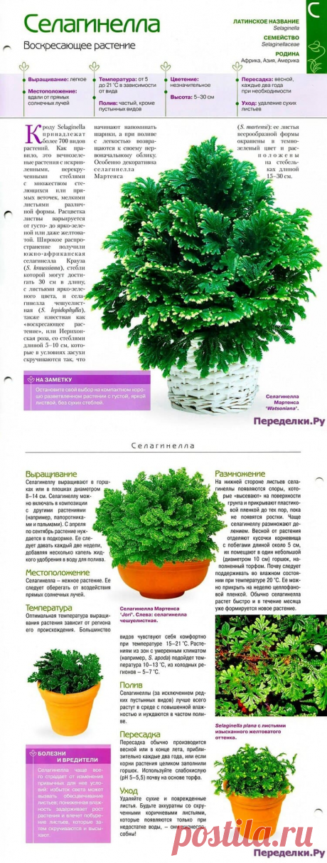 Селагинелла * Переделки.РуПеределки.Ру