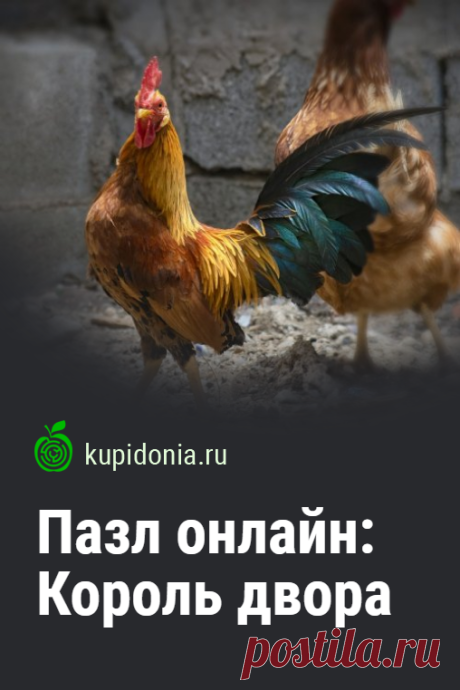 Пазл онлайн: Король двора. Красивый пазл с гордым петухом из серии «Домашние птицы». Собери пазл на сайте!