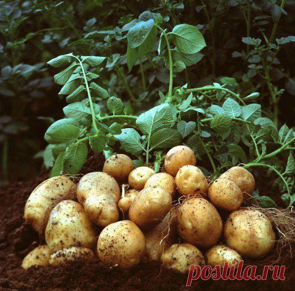 Клубень картофеля в 850 грамм! Это настоящий успех! | Дачный участок