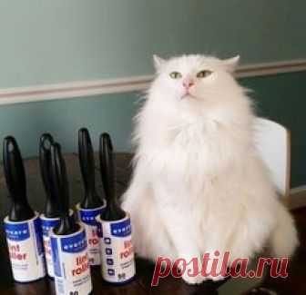 К сезону линьки готовы! - Prepared for shedding season!    линька [lìn'ka] - shedding     www.ruspeach.com