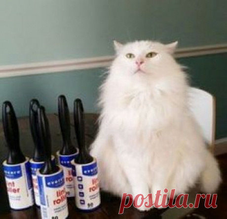 К сезону линьки готовы! - Prepared for shedding season!    линька [lìn'ka] - shedding     www.ruspeach.com