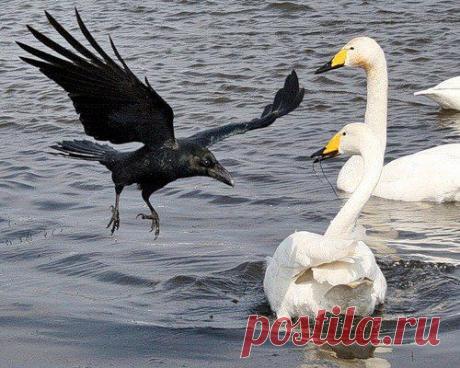 Что бывает, когда выбираешь не свой путь. Притча - rastimul.com.ua