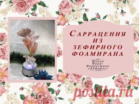 саррацения