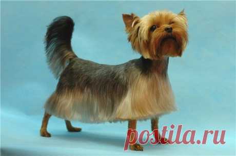 йорк перед течкой толстеет это нормально?: 3 тыс изображений найдено в Яндекс.Картинках