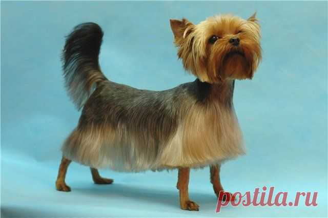 йорк перед течкой толстеет это нормально?: 3 тыс изображений найдено в Яндекс.Картинках