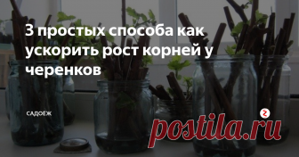 3 простых способа как ускорить рост корней у черенков Все ингредиенты 