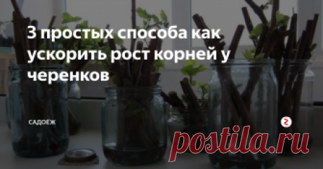3 простых способа как ускорить рост корней у черенков Все ингредиенты "волшебного зелья" натуральные и безопасные, наверняка есть в каждом доме