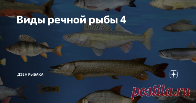Виды речной рыбы 4 Представляем обзор самых распространённых представителей рыбы, обитающей в пресной воде. Всё самое важное по видам в отдельности.  (белый амур, чебак, елец, красноперка, ротан, омуль, чир)