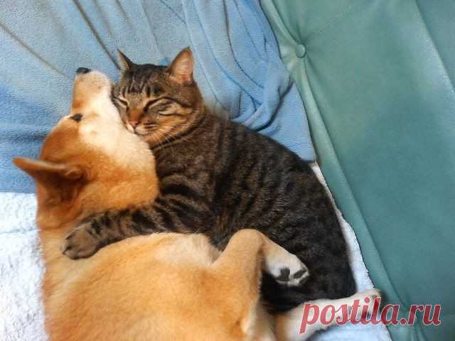 Кошки VS Собаки
