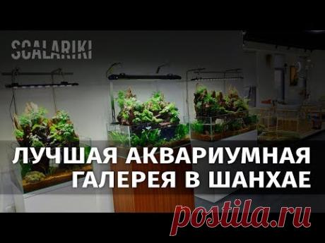 Самая крутая аквариумная галерея Шанхая - YouTube