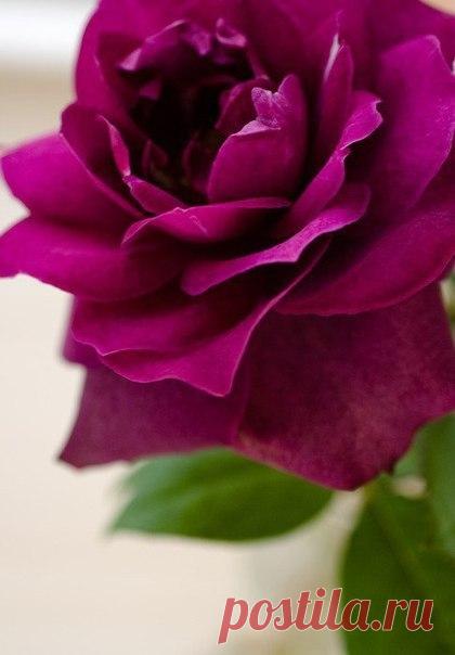 Я люблю ✿ ЦВЕТЫ ✿ | I ♥ Flowers