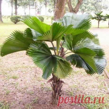 Ликуала — веерная пальма и уход за ней