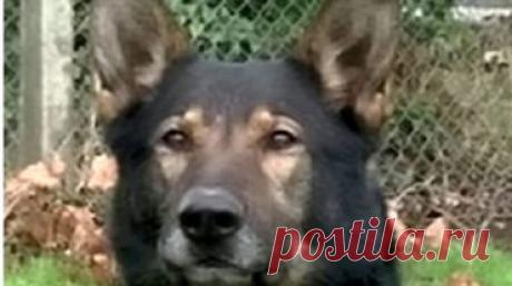 Житель Бирмингема в момент ссоры стащил с себя обручальное кольцо и швырнул через окно на улицу. Он сразу пожалел и стал искать украшение, но не мог найти его. И тут рядом оказался чей-то пёс...