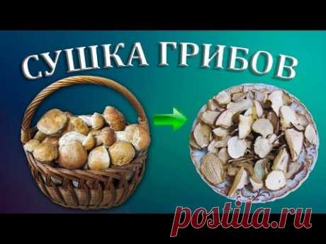 Сушка белых грибов | Сушеные белые грибы