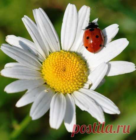 Живая природа. Февраль