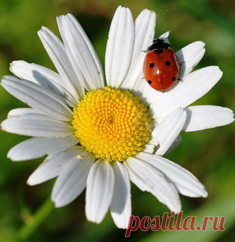 Живая природа. Февраль