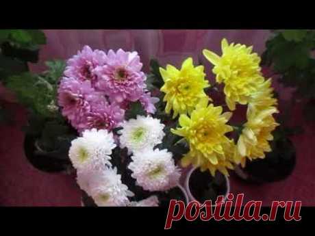 ХРИЗАНТЕМА ИЗ ЧЕРЕНКА